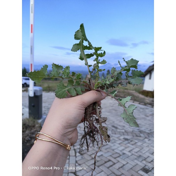 

Bubuk Akar Daun Tapak Liman 1kg