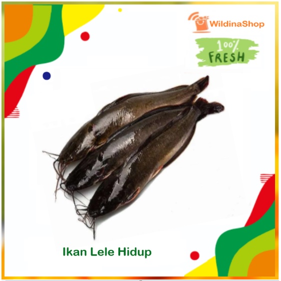 

Ikan Lele Hidup & Segar [1kg]