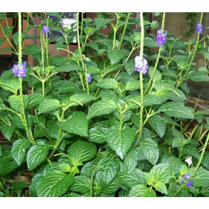 

100 gram Daun Pecut Kuda / Jarong Yu long Bian Segar