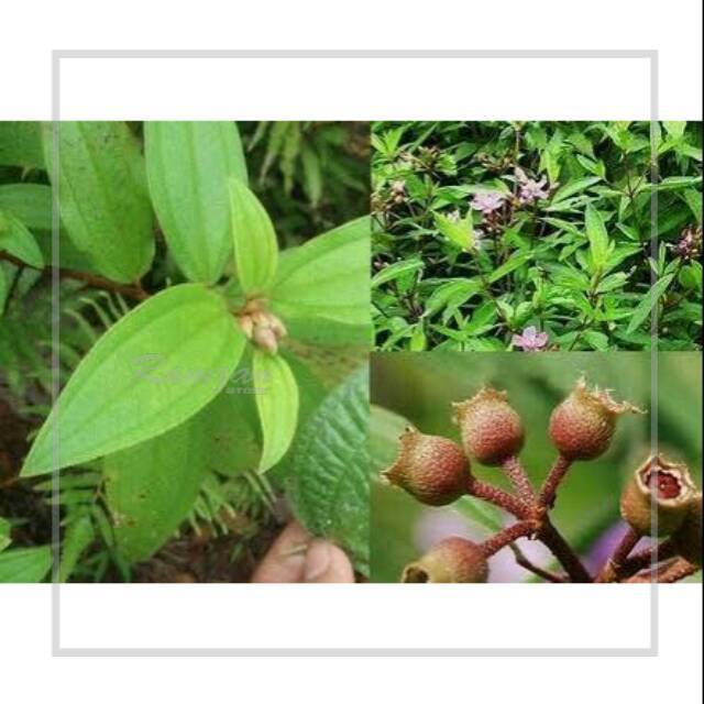 Tanaman Senggani Obat Herbal Keputihan Dll