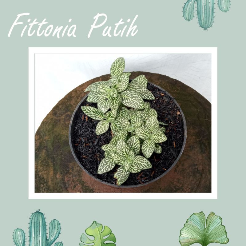 FITTONIA PUTIH /fittonia albivenis/Tanaman Hias Daun