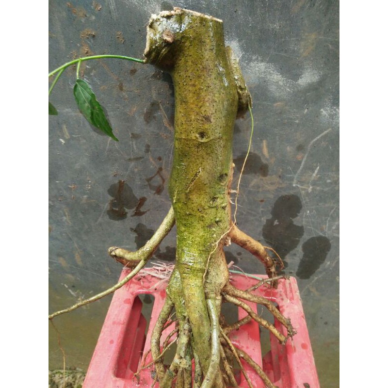 Bahan bonsai kembang sepatu