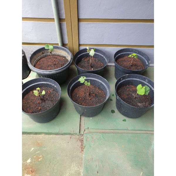 

BIBIT IMPOR TERBARU isi 6 bibit smpai 18 bibit