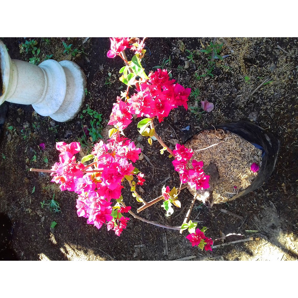 Tanaman Bougenville Tumpuk