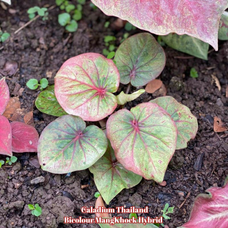 Seedling/Umbi Caladium Bicolour Mangchock Hybrid - Caladium Thailand