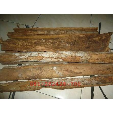 

Kulit Kayu Raru By As