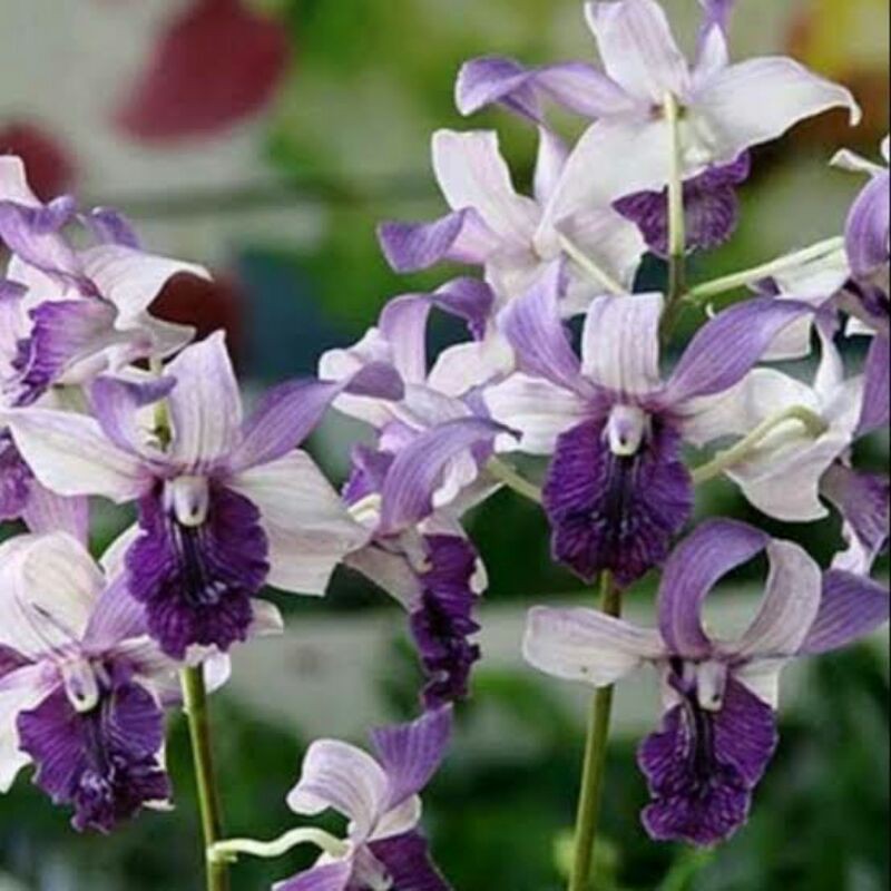 Anggrek Dendrobium Indonesia Raya blue