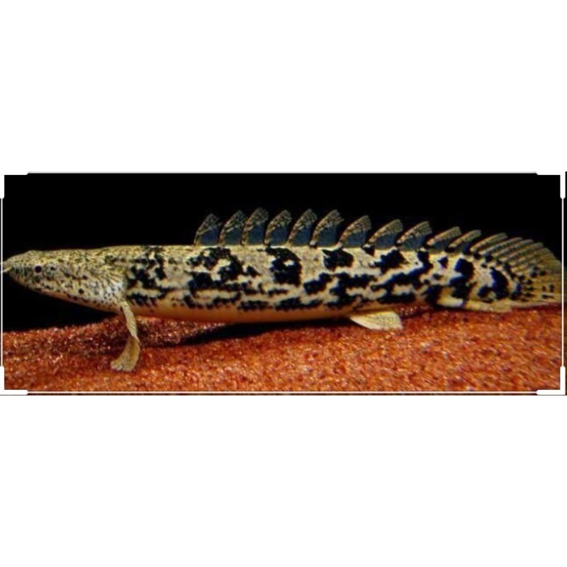 

ikan palmas endilicheri