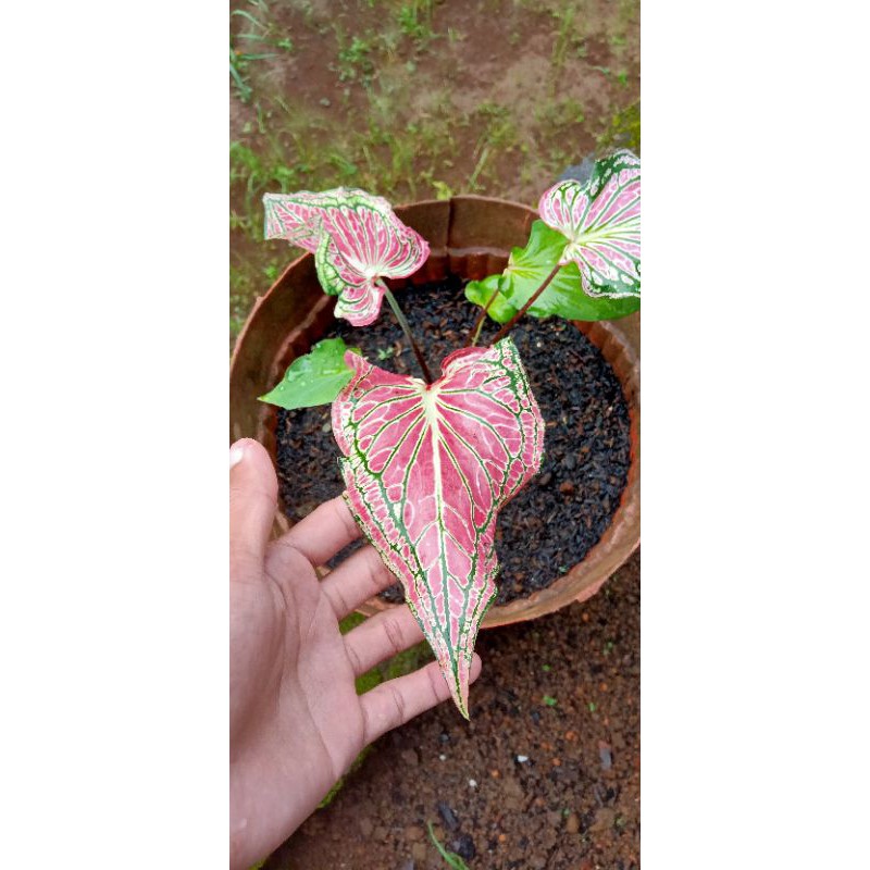 Tanaman hias caladium wayang | keladi wayang | bibit keladi wayang | alocasia pink rose