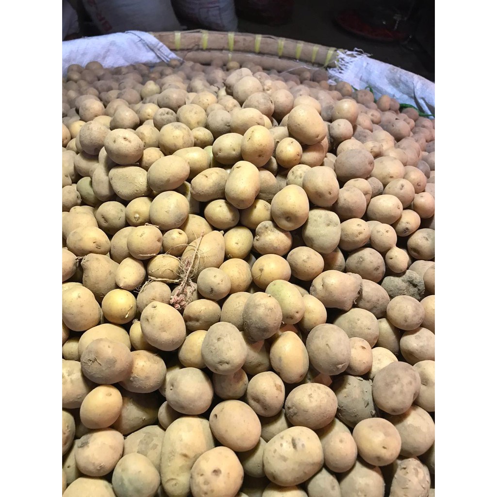 

Kentang sedang
