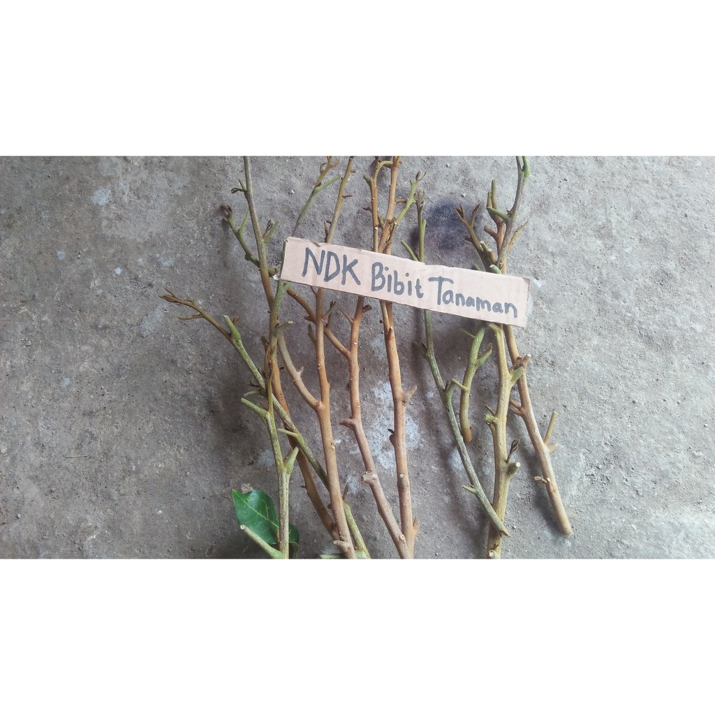 Entres / Batang Segar Kelengkeng Matalada