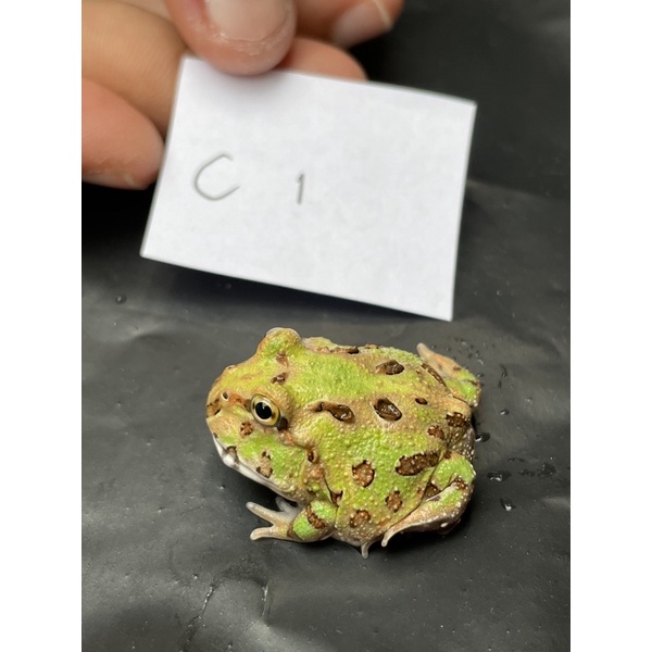 Kodok Pacman Camo Frog C1