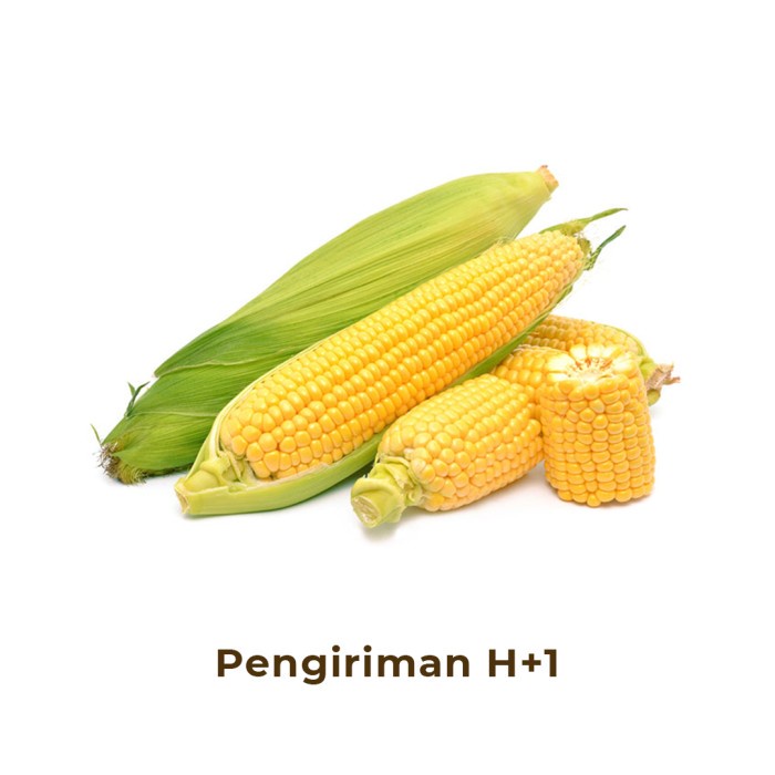 

Jagung Segar