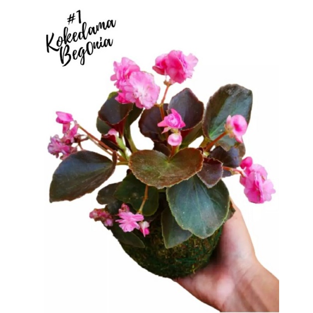 tanaman kokedama begonia