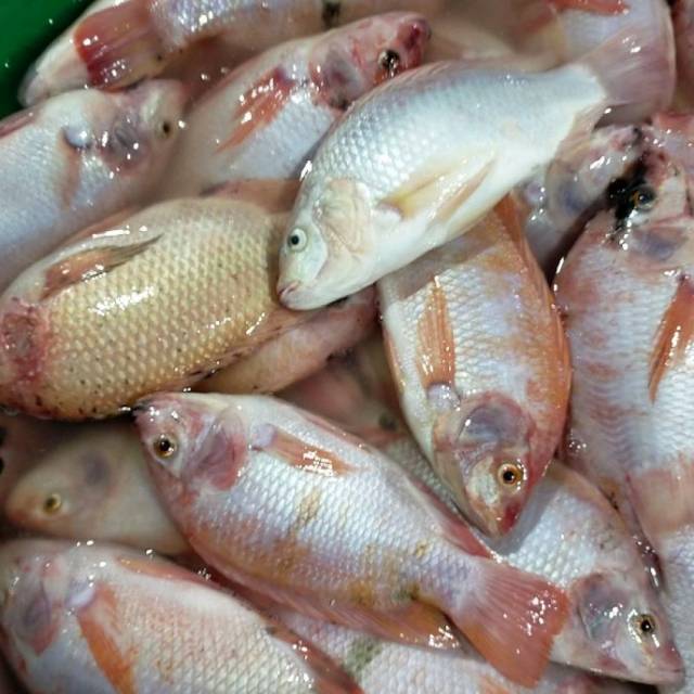 

Ikan mujaer merah/nila pres size 200-300 gr 1kg