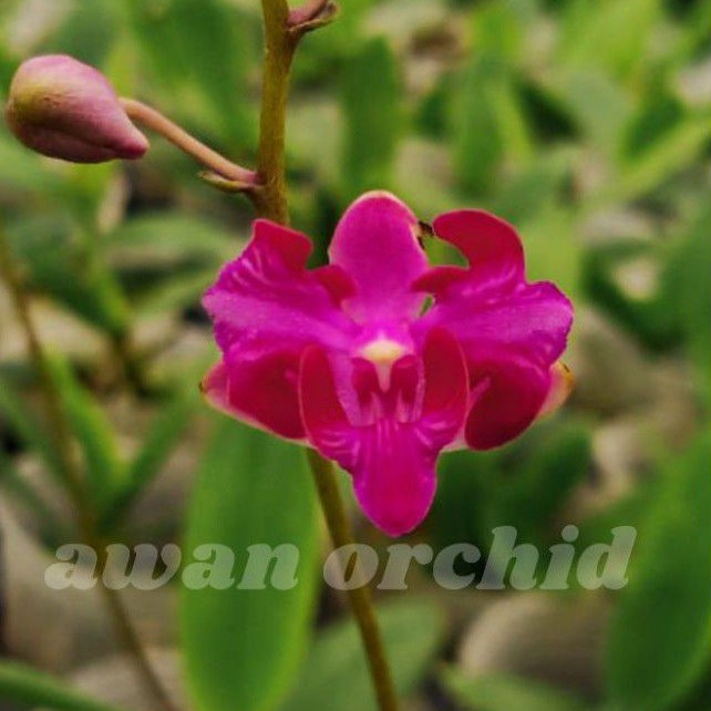 Doritis Pulcherima aquinii dewasa species philipina