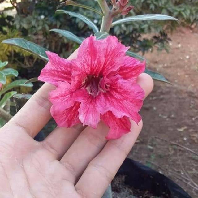 Bibit Adenium Tumpuk