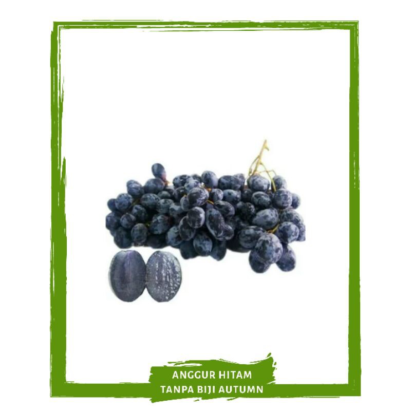 

Buah Anggur Hitam Manis / Buah Buahan Segar On Mallahrizwa