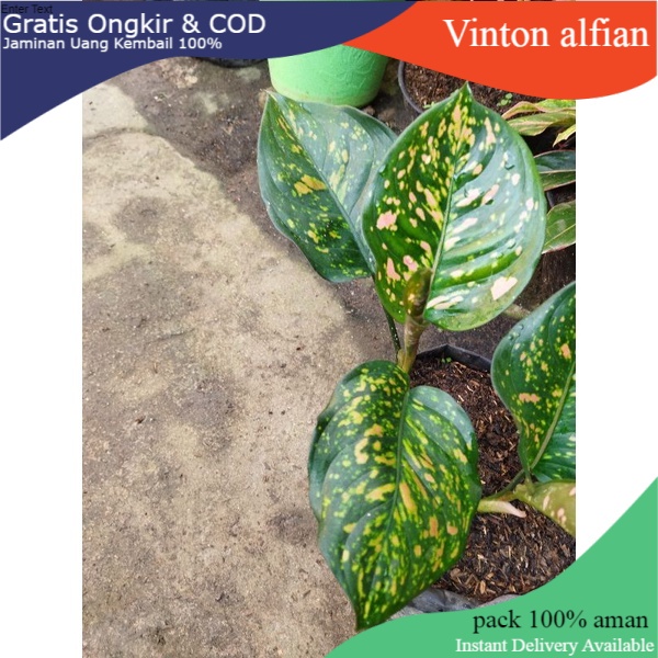 aglonema ruby ciangmay