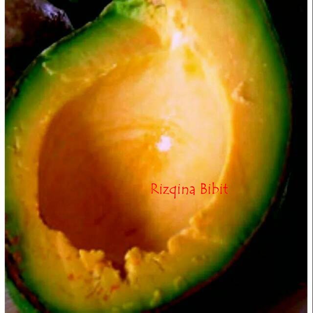 Paket 3 tanaman alpukat mentega merah super unggul