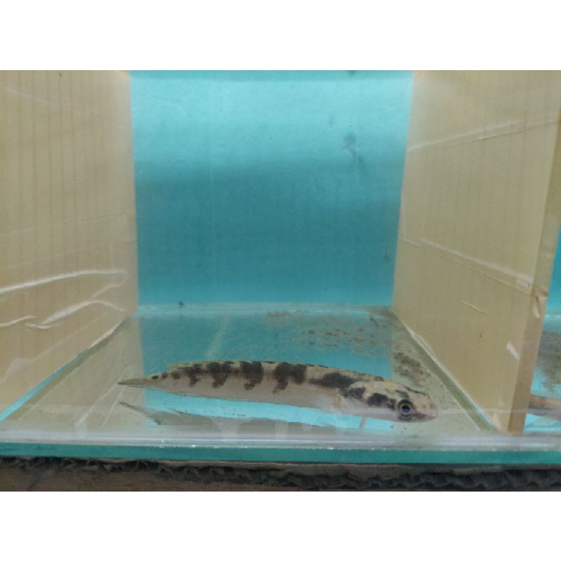 Channa maru jambi 13-14cm