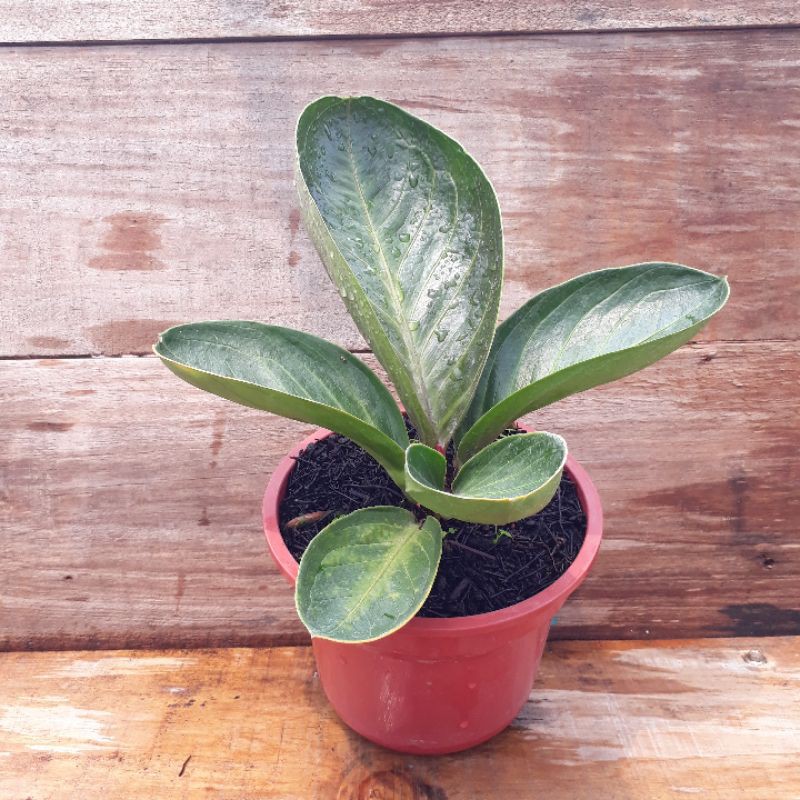 Jemani Mangkok Super Bowl