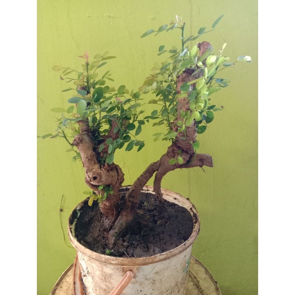 dongkelan ileng ileng murah