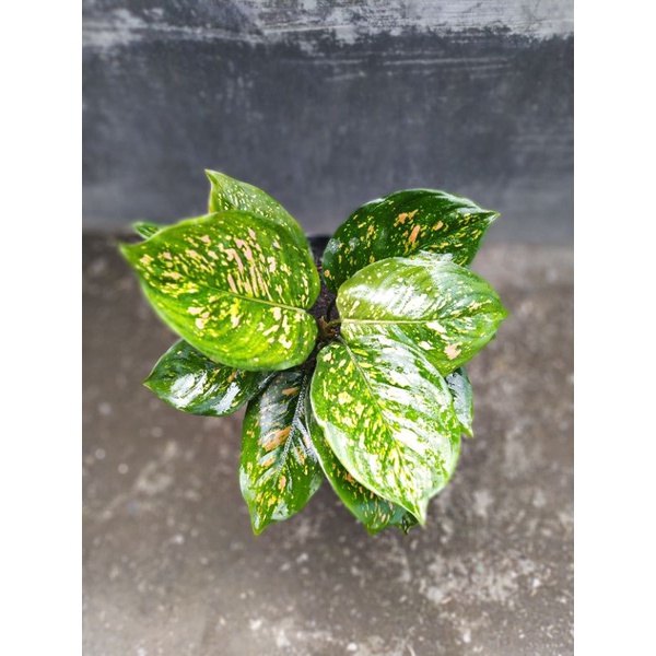 AGLONEMA RUBY CIANGMAY