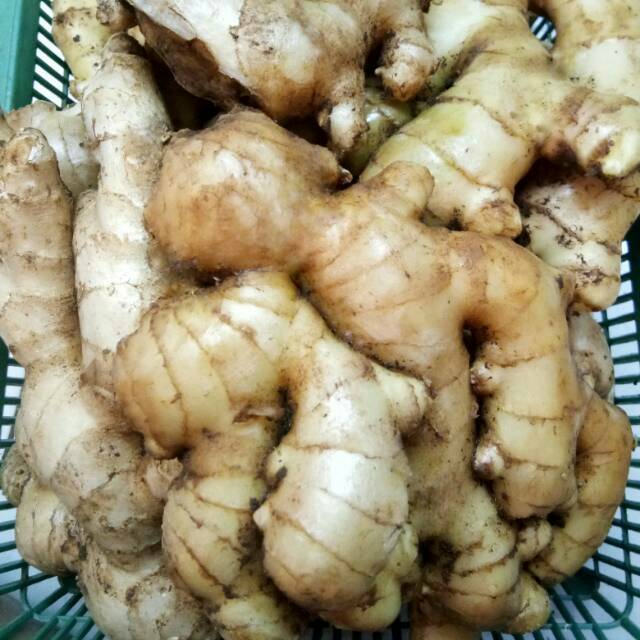 

JAHE GAJAH FRESH (250 GRAM)