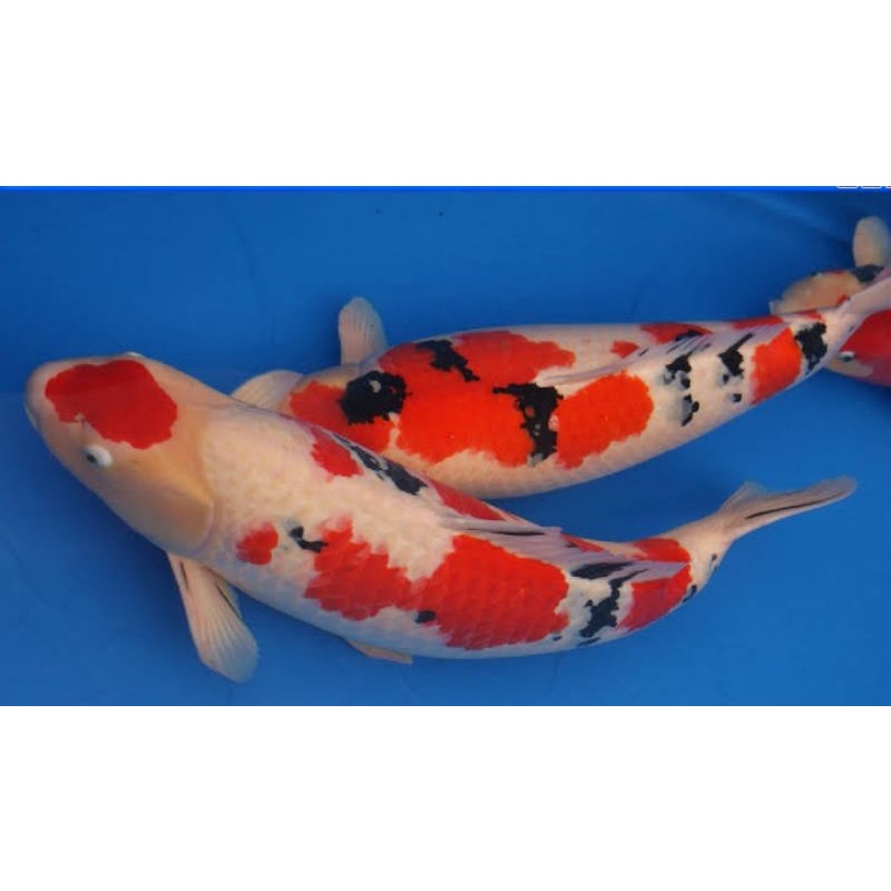 koi blitar ukuran 15-25 cm