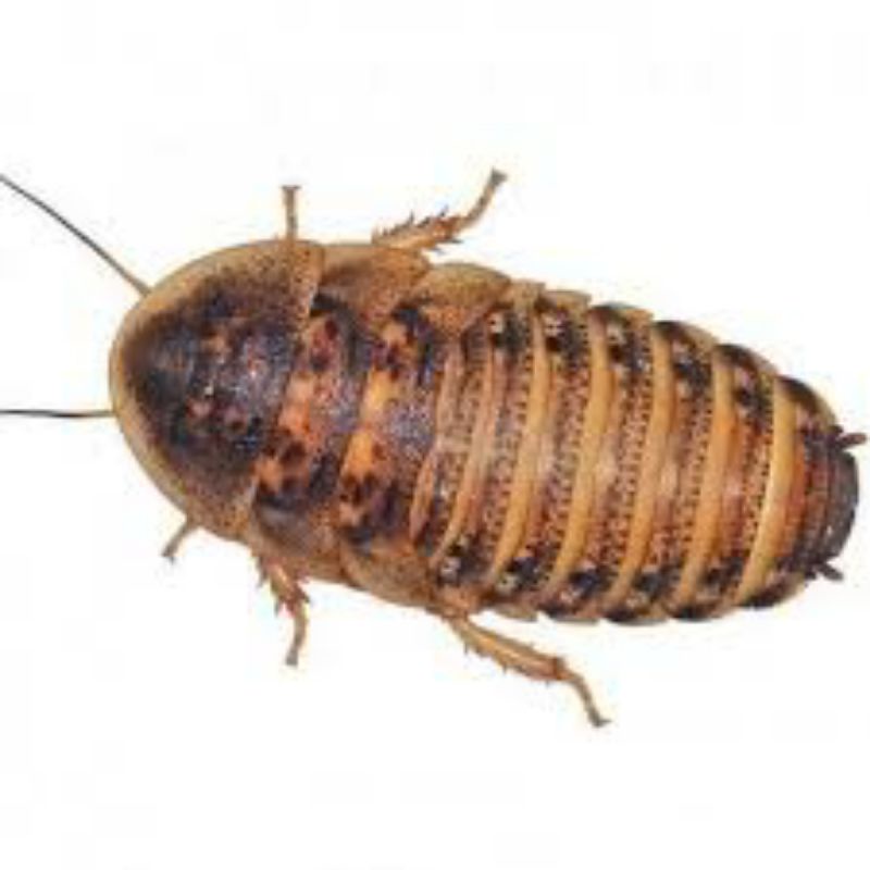 Kecoa Dubia Blaptipa Dubia Indukan Sepasang