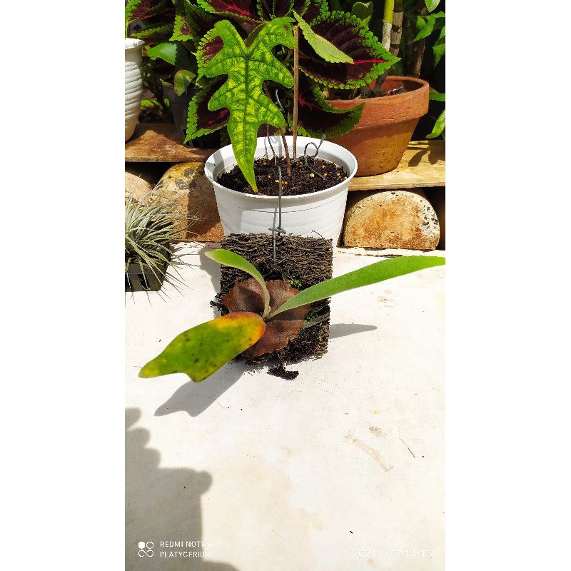 Platycerium Veitchii CV Blueboy