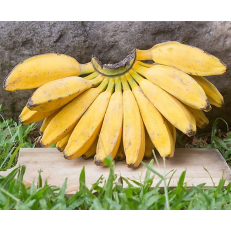 

Pisang Kepok 1 sisir