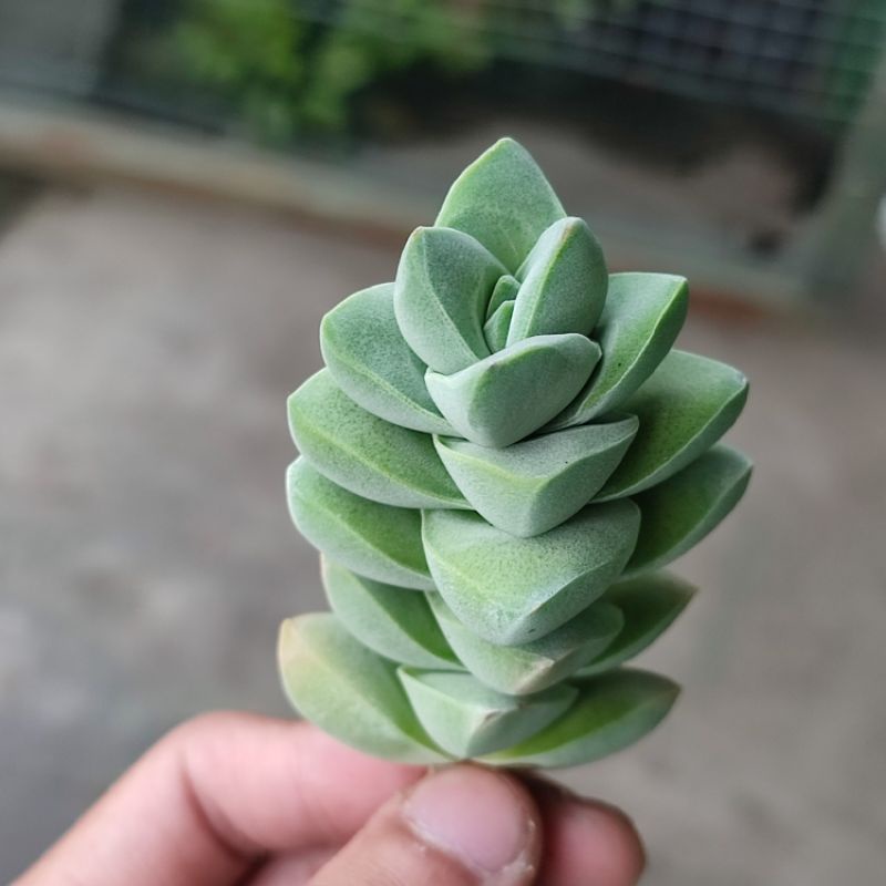 Sukulen Crassula Moonglow