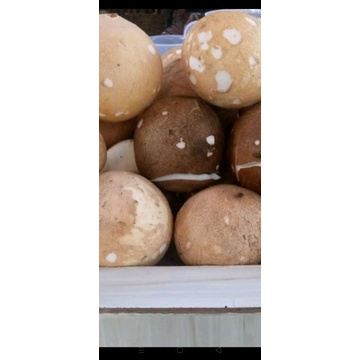 kelapa tua/ kelapa parut /kelapa santan/ kelapa muda