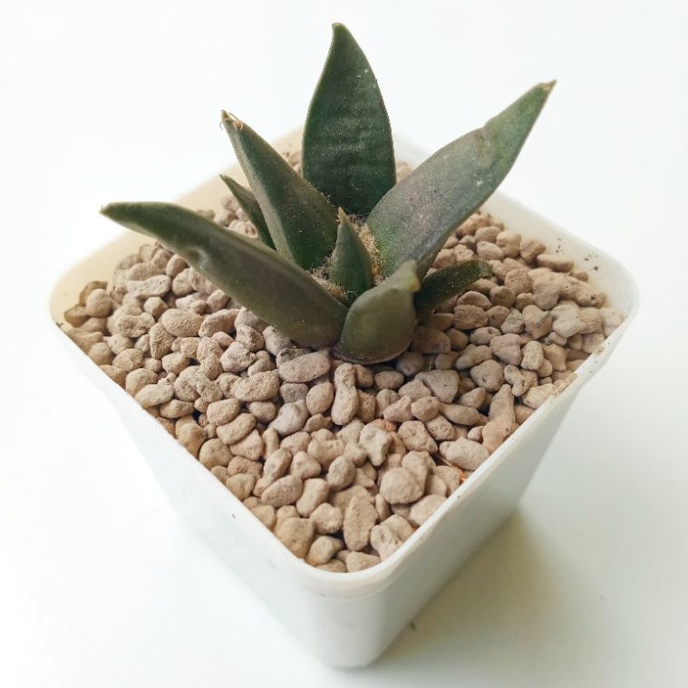 Kaktus Ariocarpus Retusus | The Star Rock Cactus | Ario