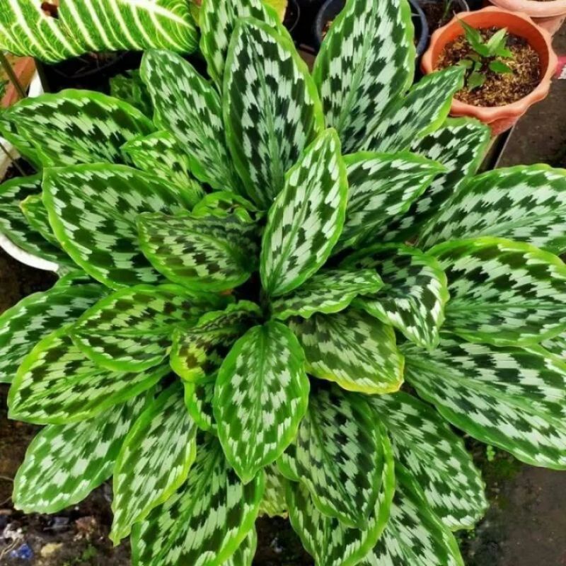 Tanaman hias Calathea ekor merak / Tanaman Calathea merak