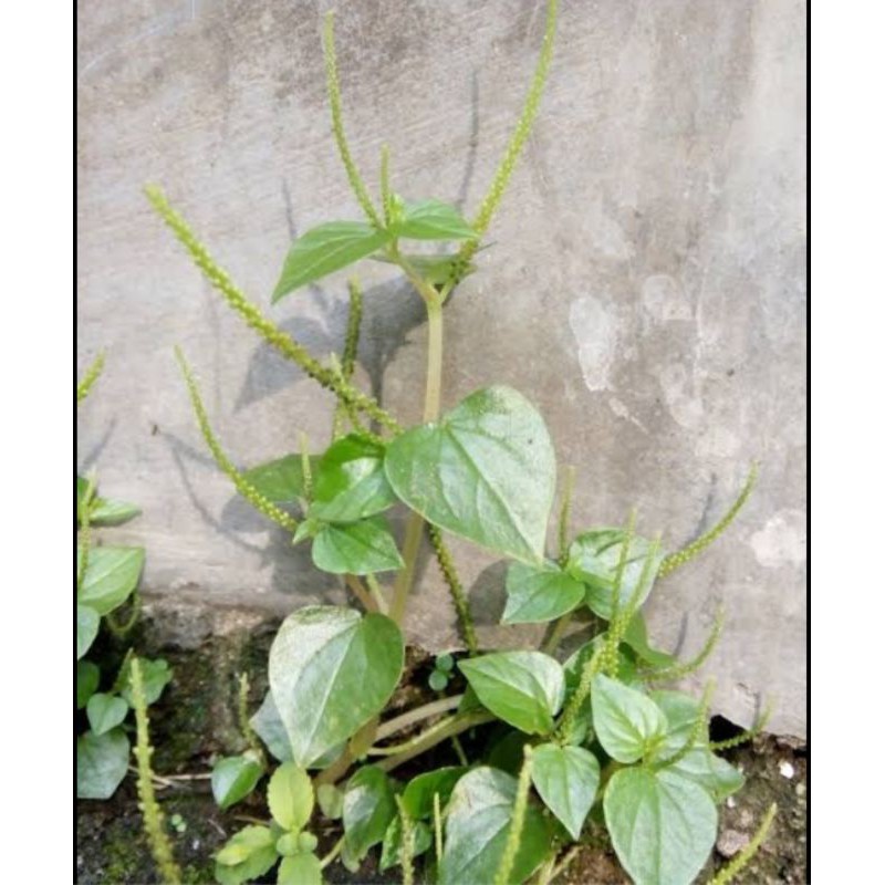 

Daun Sirih Cina/ Ketumpang Air per pohon