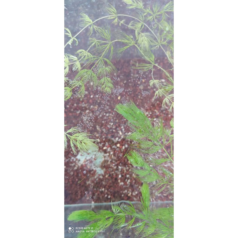 Asiatica RSWS pair/sepasang PROVEN