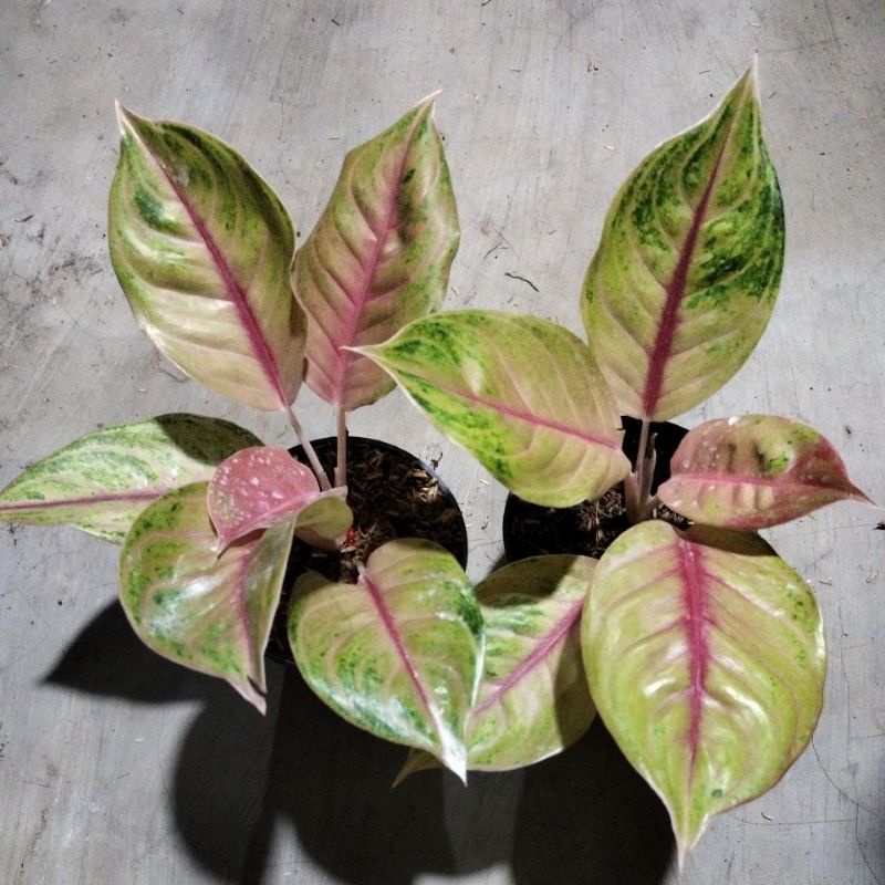 aglonema jamela jackpot