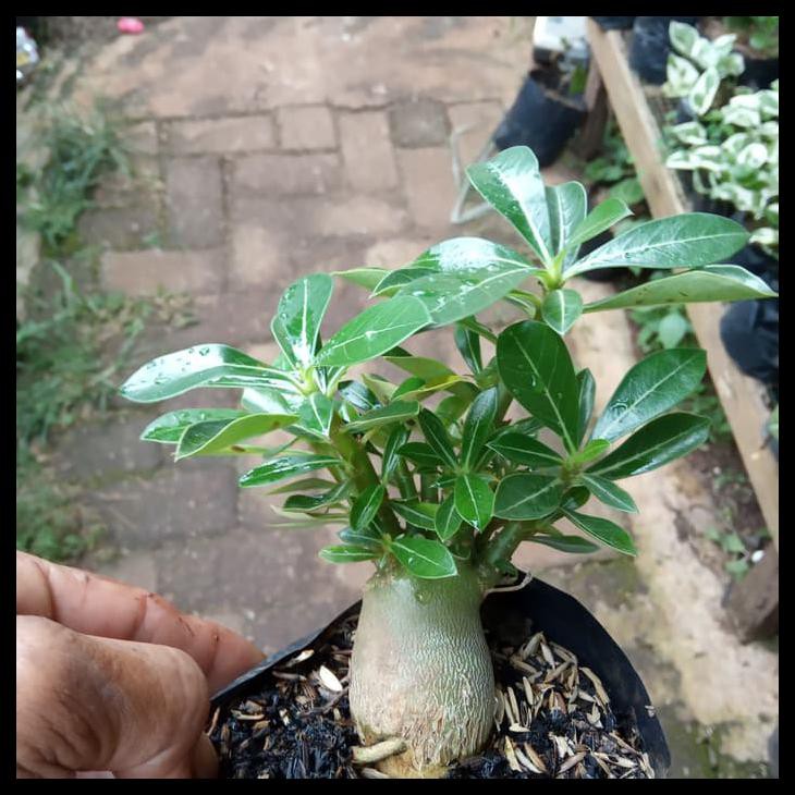 BONSAI ADENIUM ARABICUM-BIBIT TANAMAN BONSAI ADENIUM ARABICUM