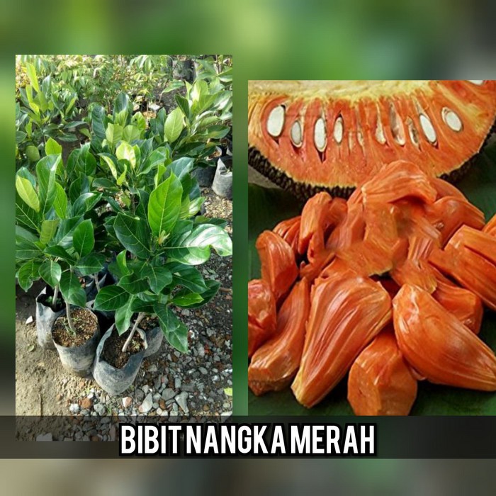 Jual Bibit Buah Nangka Madu Shopee Indonesia