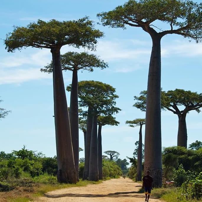 Biji Pohon Baobab Adansonia Digitata Krnv33 Berkualitas