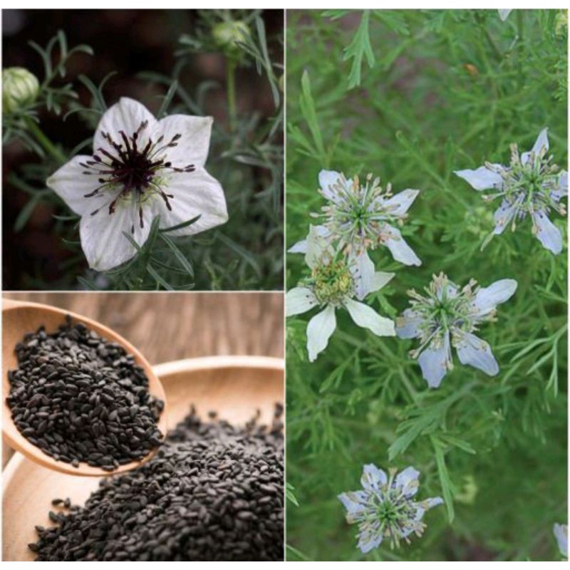 

Jinten Hitam Utuh (Nigella Sativa)