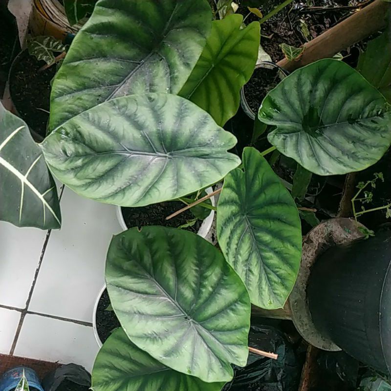 KELADI TENGKORAK HIJAU