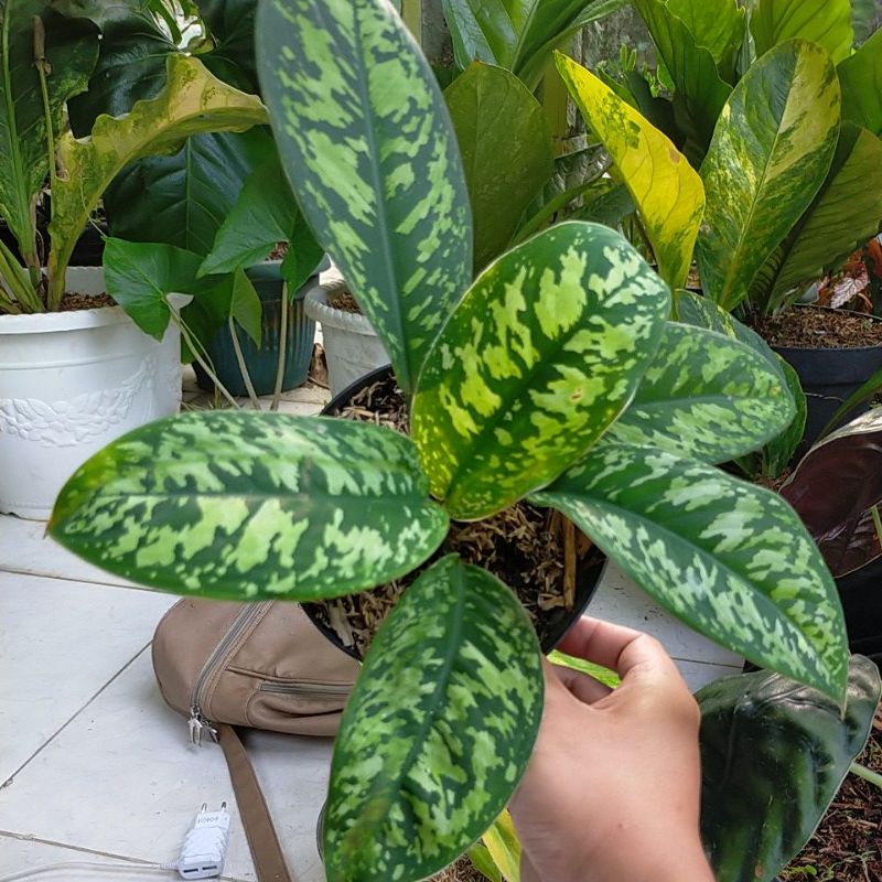 Tanaman hias homalomena walisii