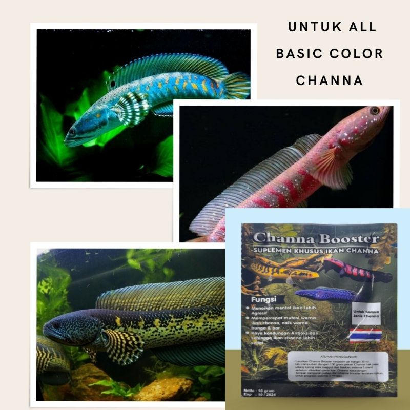 CHANNA BOOSTER Obat Mutasi Warna dan Suplemen khusus ikan Chana