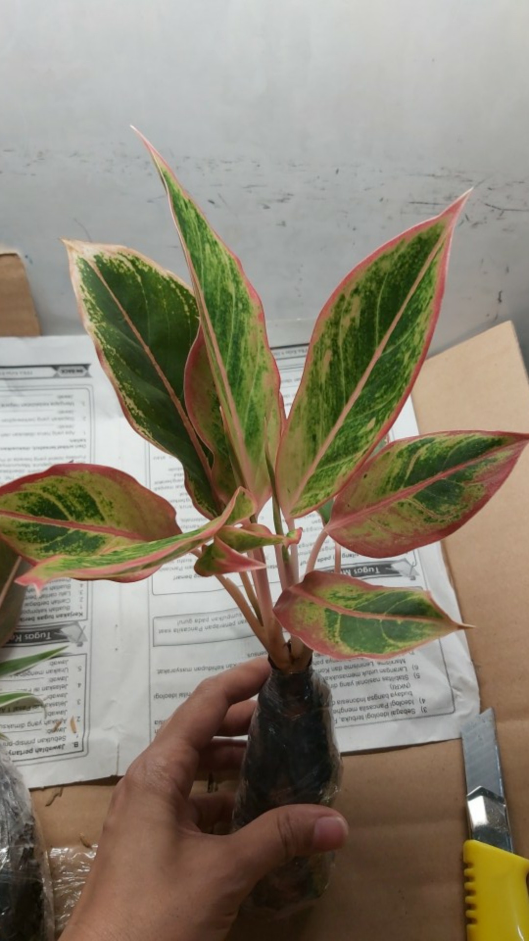 Aglaonema Lipstick Tanaman Hias