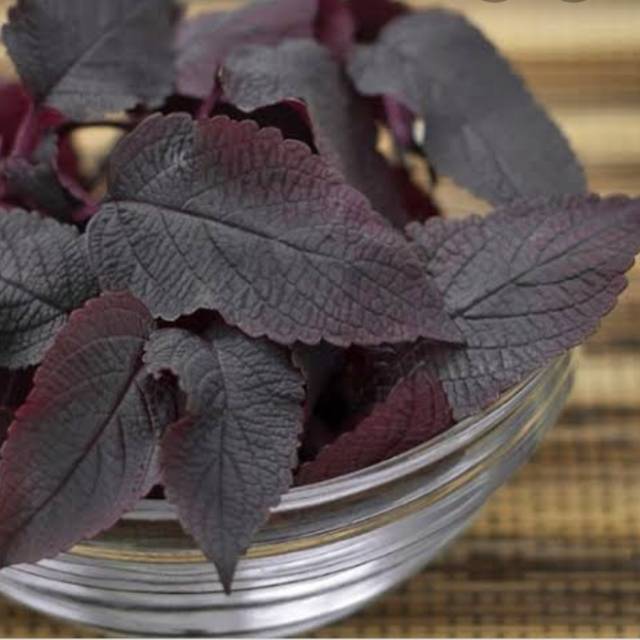 

Di jual daun iler atau daun jawer kotok segar kemasan 300 grm