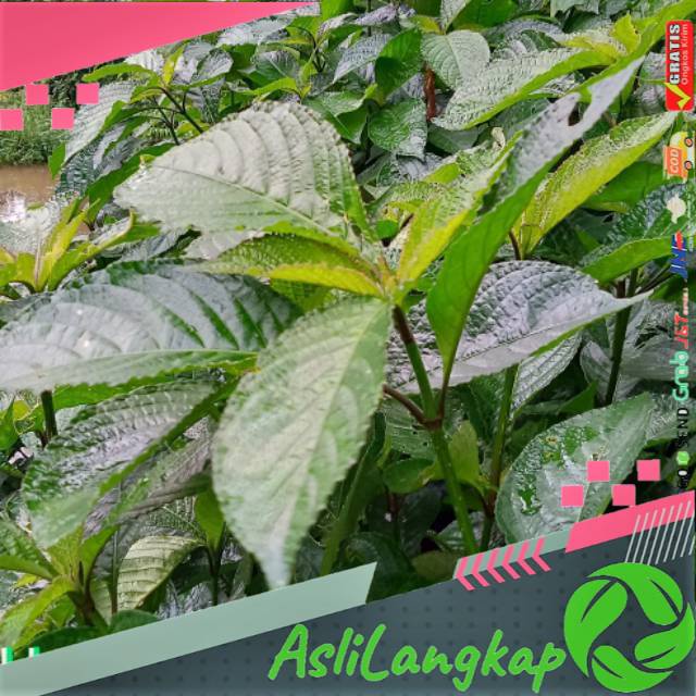 

Pecah beling/keji beling(500gram)